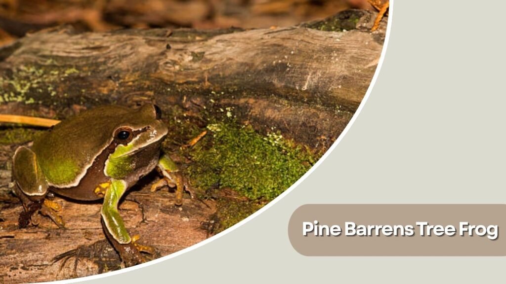 Pine Barrens Tree Frog