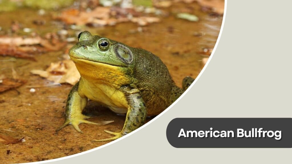  American Bullfrog