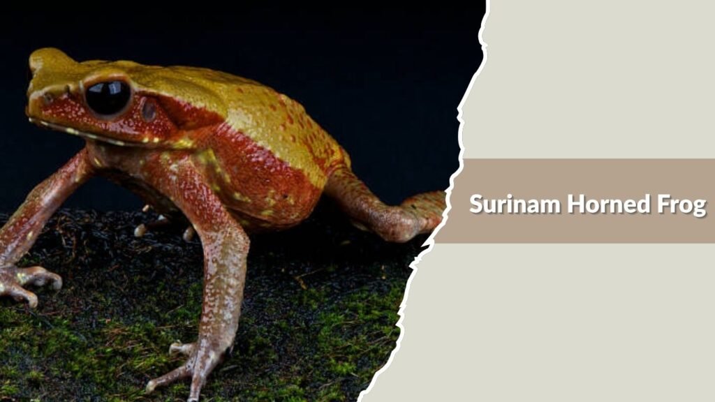 Surinam Horned Frog