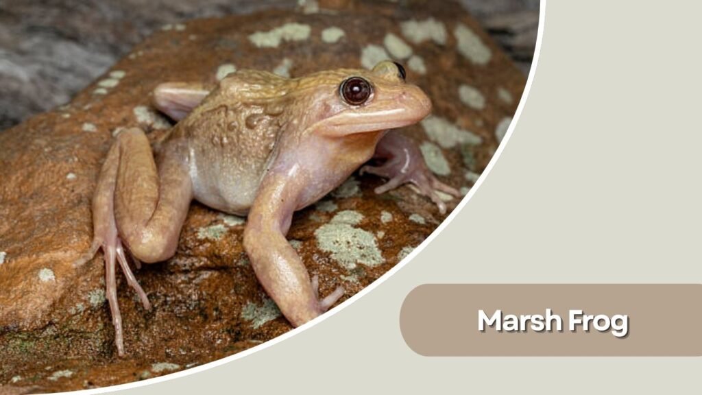  Marsh Frog