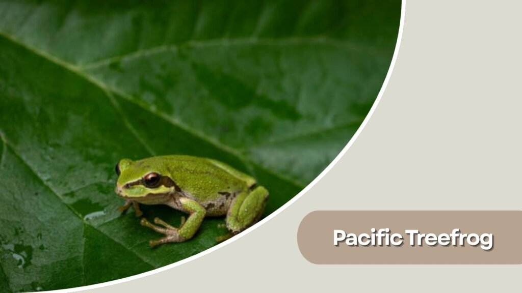 Pacific Treefrog
