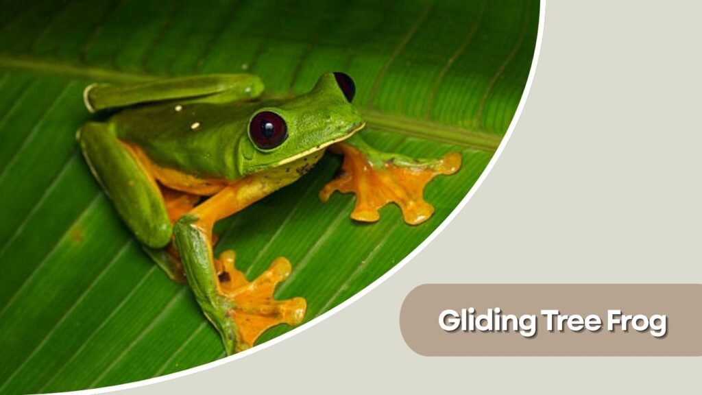 Gliding Tree Frog