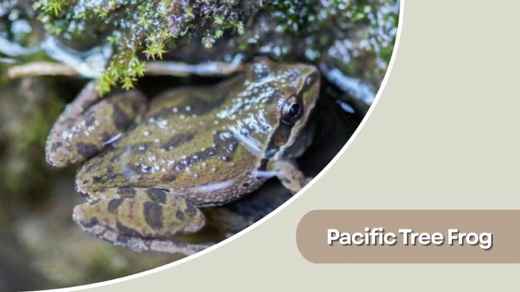 Pacific Tree Frog