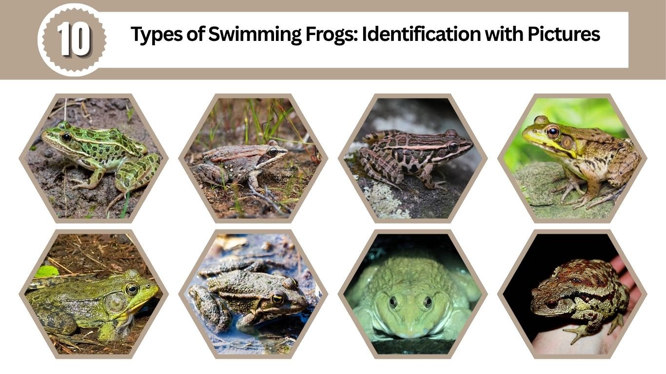 10 Types of Swimming Frogs: Identification with Pictures 