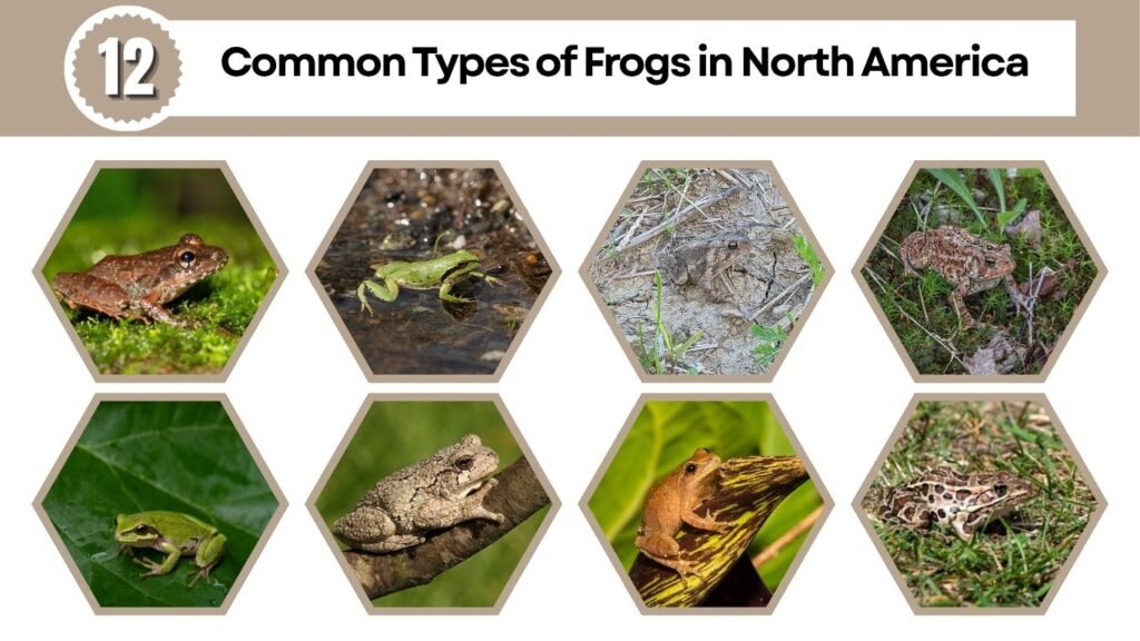 12 Common Types of Frogs in North America (ID with Pictures)