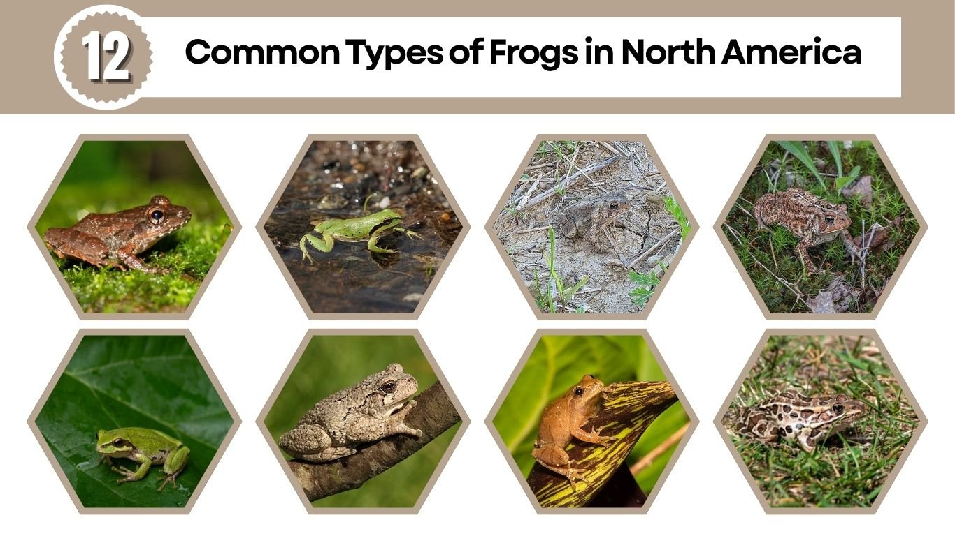 12 Common Types of Frogs in North America (ID with Pictures)