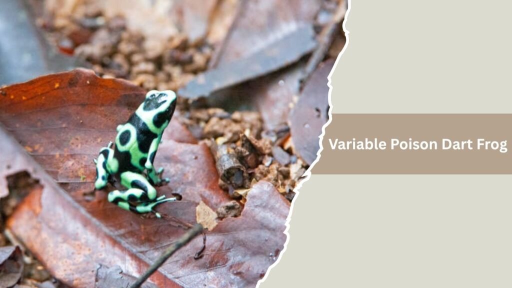 Variable Poison Dart Frog