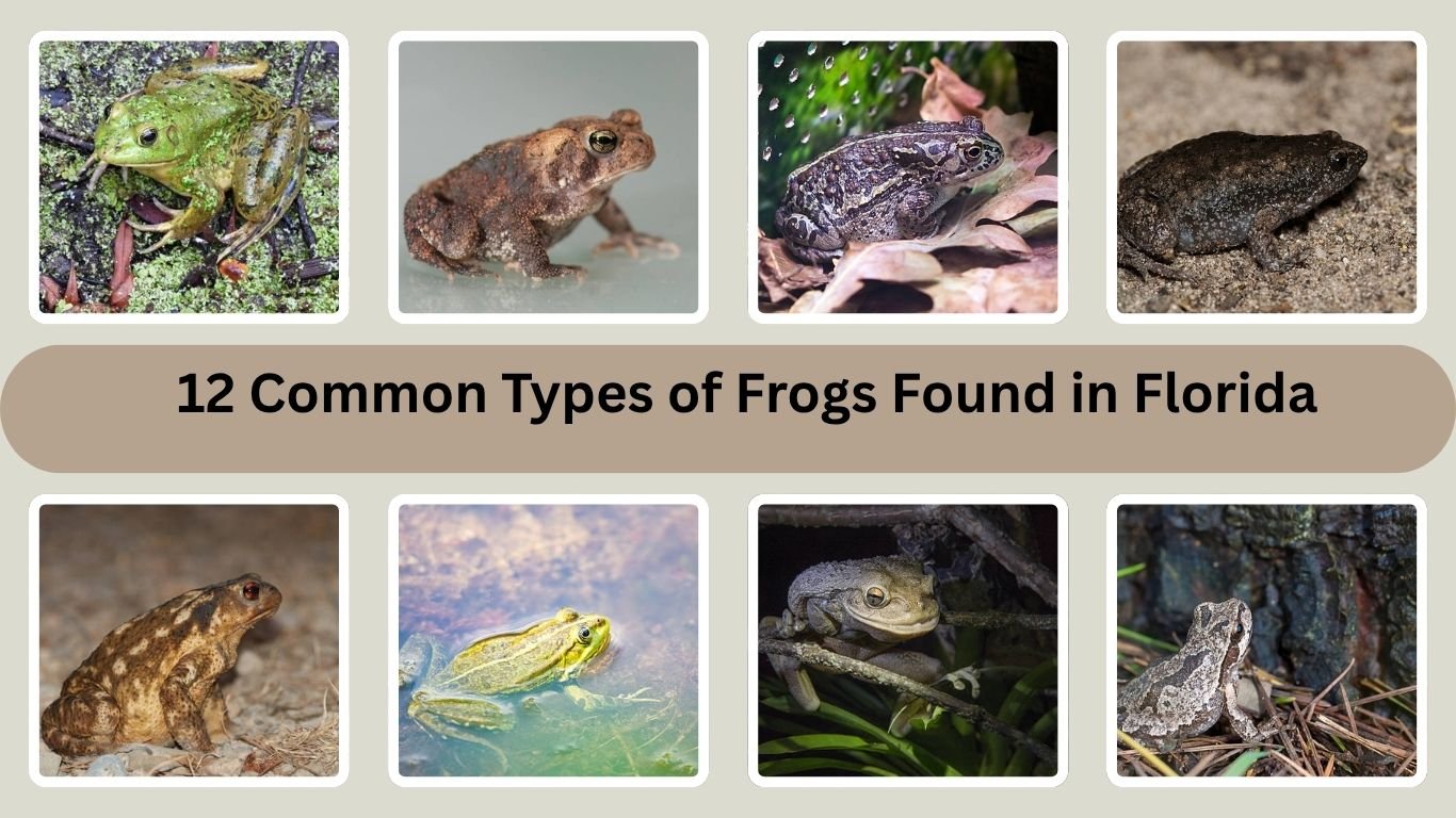 12 Common Types of Frogs Found in Florida