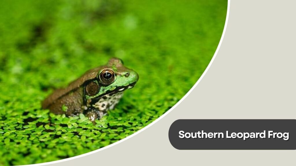 Southern Leopard Frog