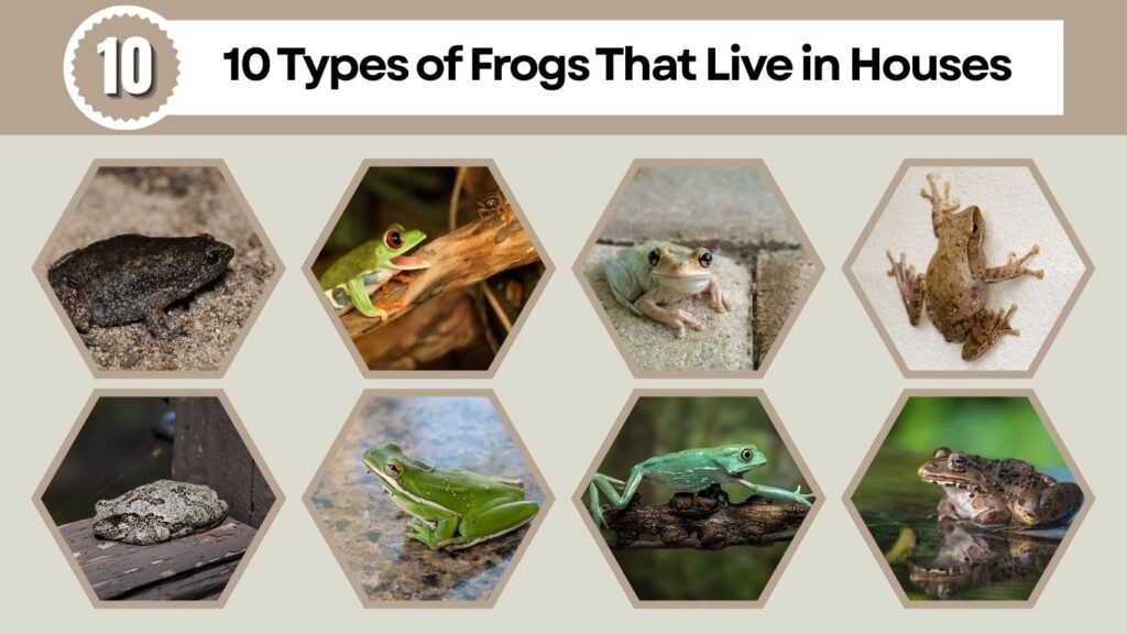 10 Types of Frogs That Live in Houses
