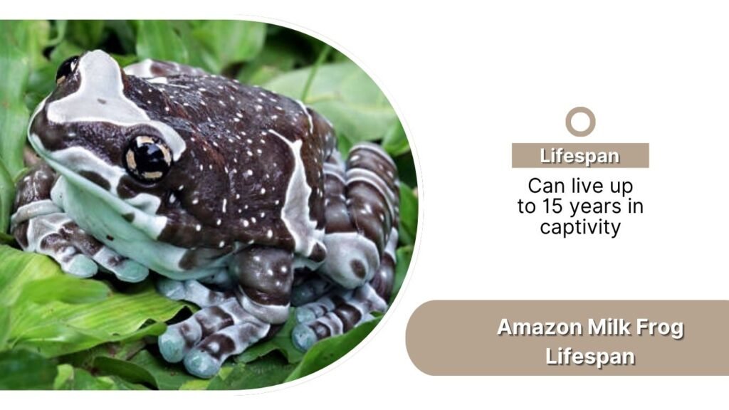 Amazon Milk Frog Lifespan
