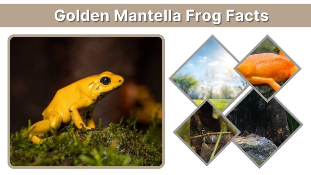 Often mistaken for poison dart frogs