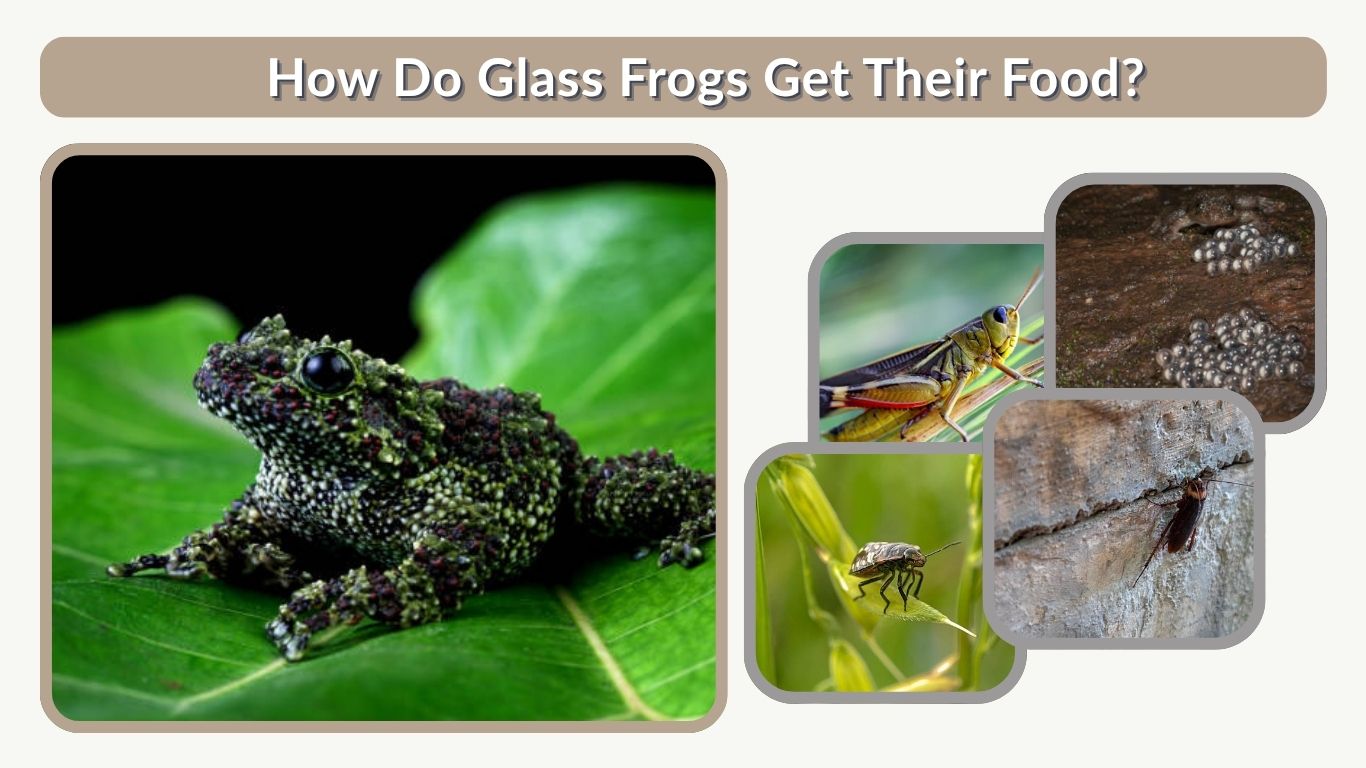 Vietnamese Mossy Frog: Habitat, Diet, Lifespan & Care Guide