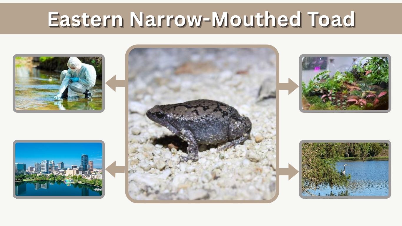Eastern Narrow-Mouthed Toad Habitat, Diet & Care Guide 