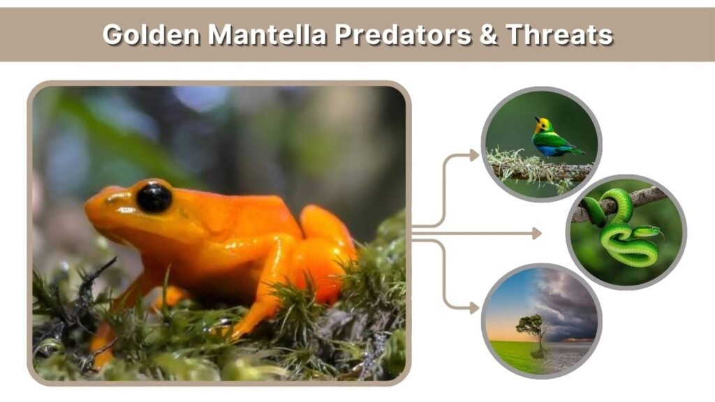 Golden Mantella Predators & Threats