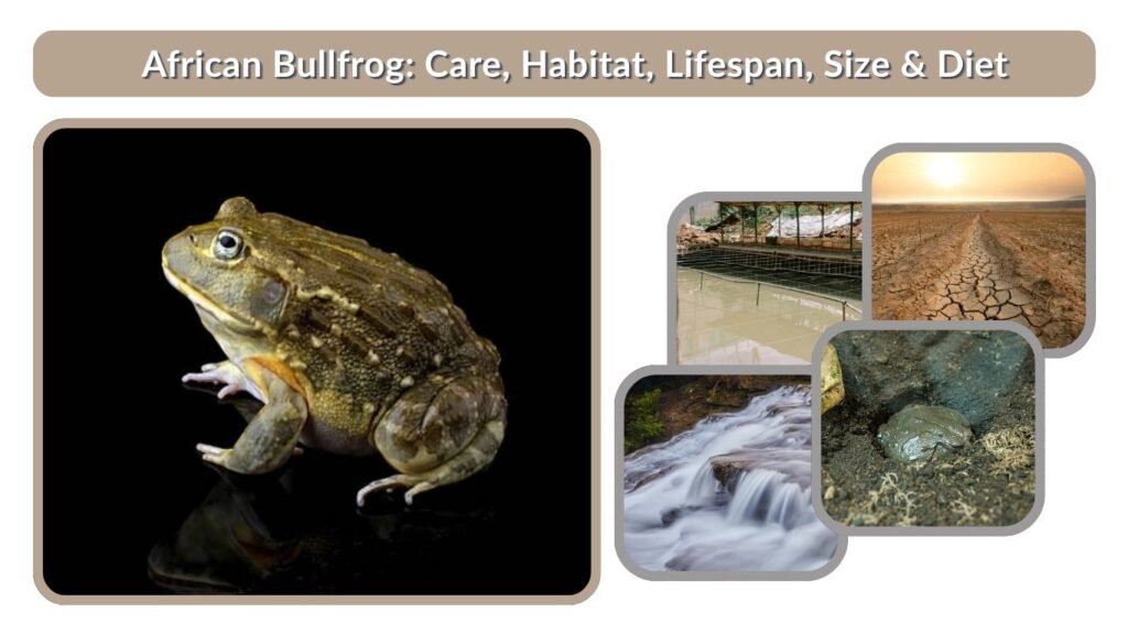 African Bullfrog: Care, Habitat, Lifespan, Size & Diet Guide