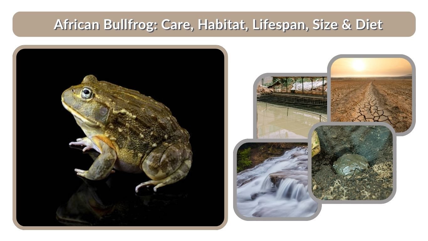 African Bullfrog: Care, Habitat, Lifespan, Size & Diet Guide