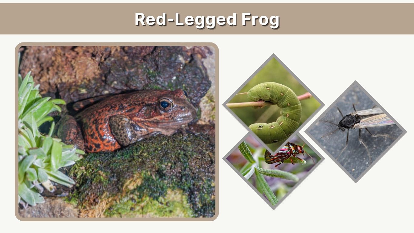 Red-Legged Frog Habitat, Diet and Facts Guide