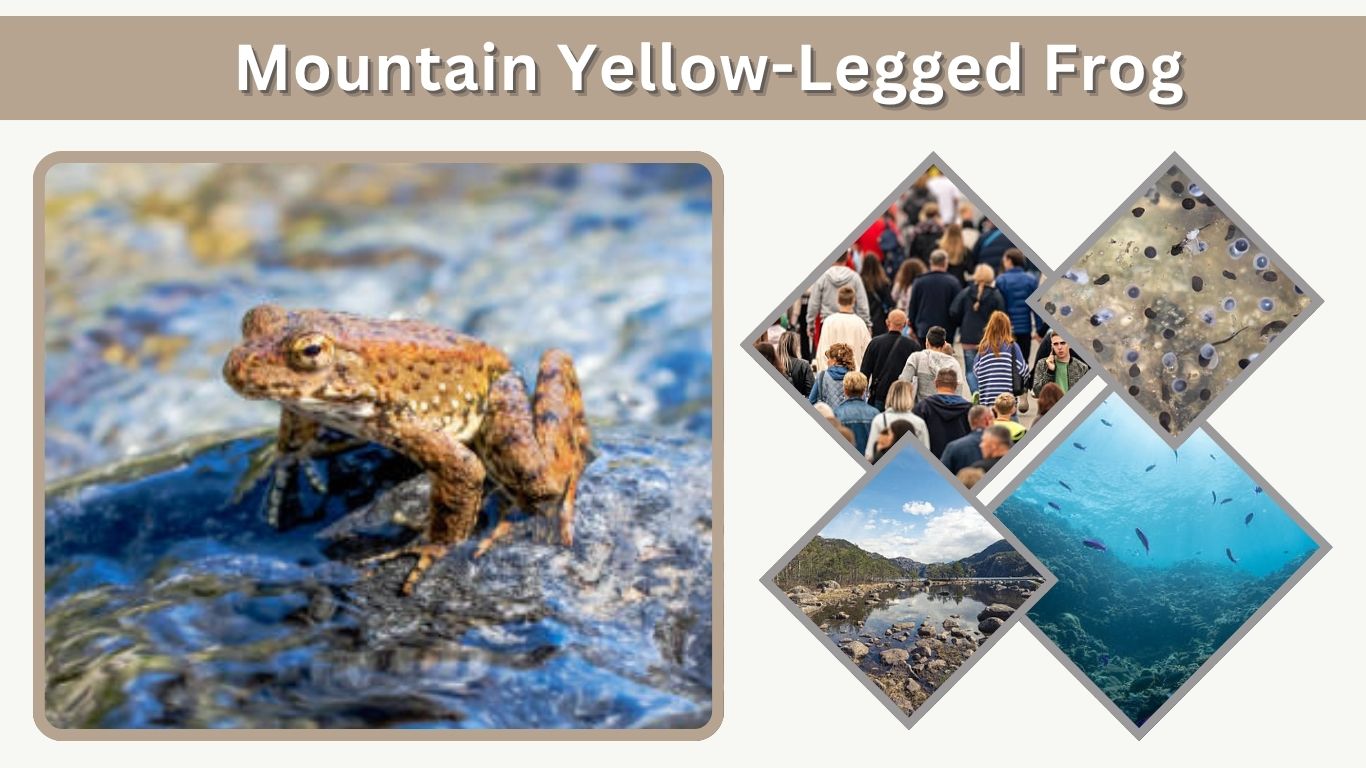 Mountain Yellow-Legged Frog: Habitat, Facts & Threats