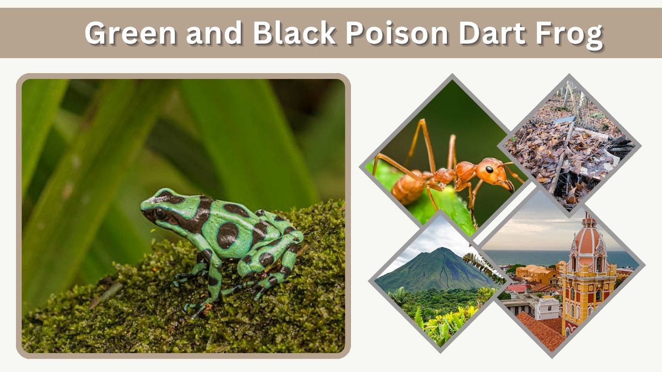 Green and Black Poison Dart Frog: Habitat, Diet & Facts