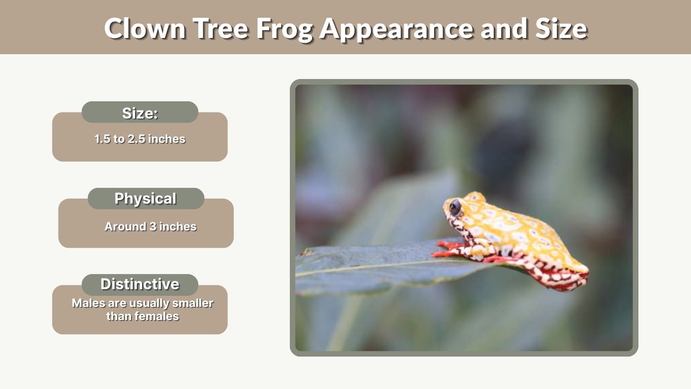 Clown Tree Frog: Habitat, Diet and Care Tips