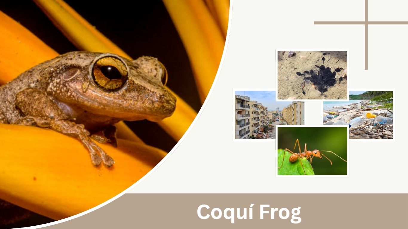 Coquí Frog: Description, Habitat, Call & Facts