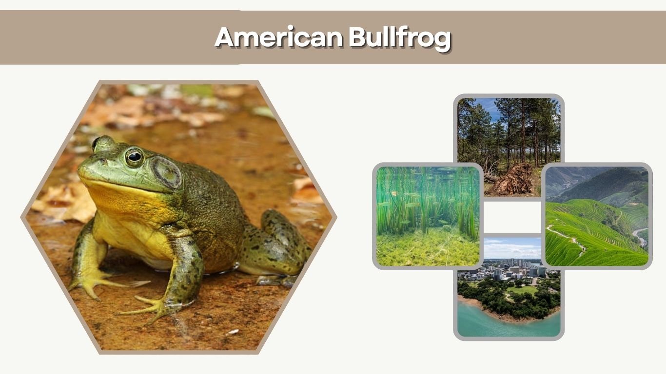 American Bullfrog: Habitat, Size, Diet & Facts (Complete Guide)