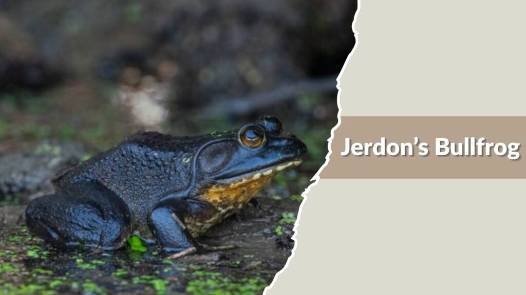 Jerdon’s Bullfrog