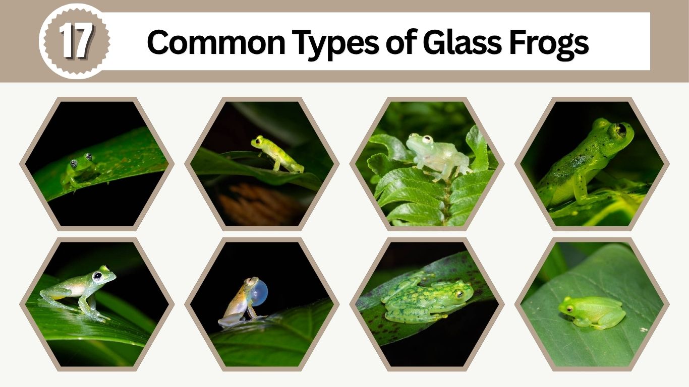 17 Common Types of Glass Frogs: Species Identification Guide