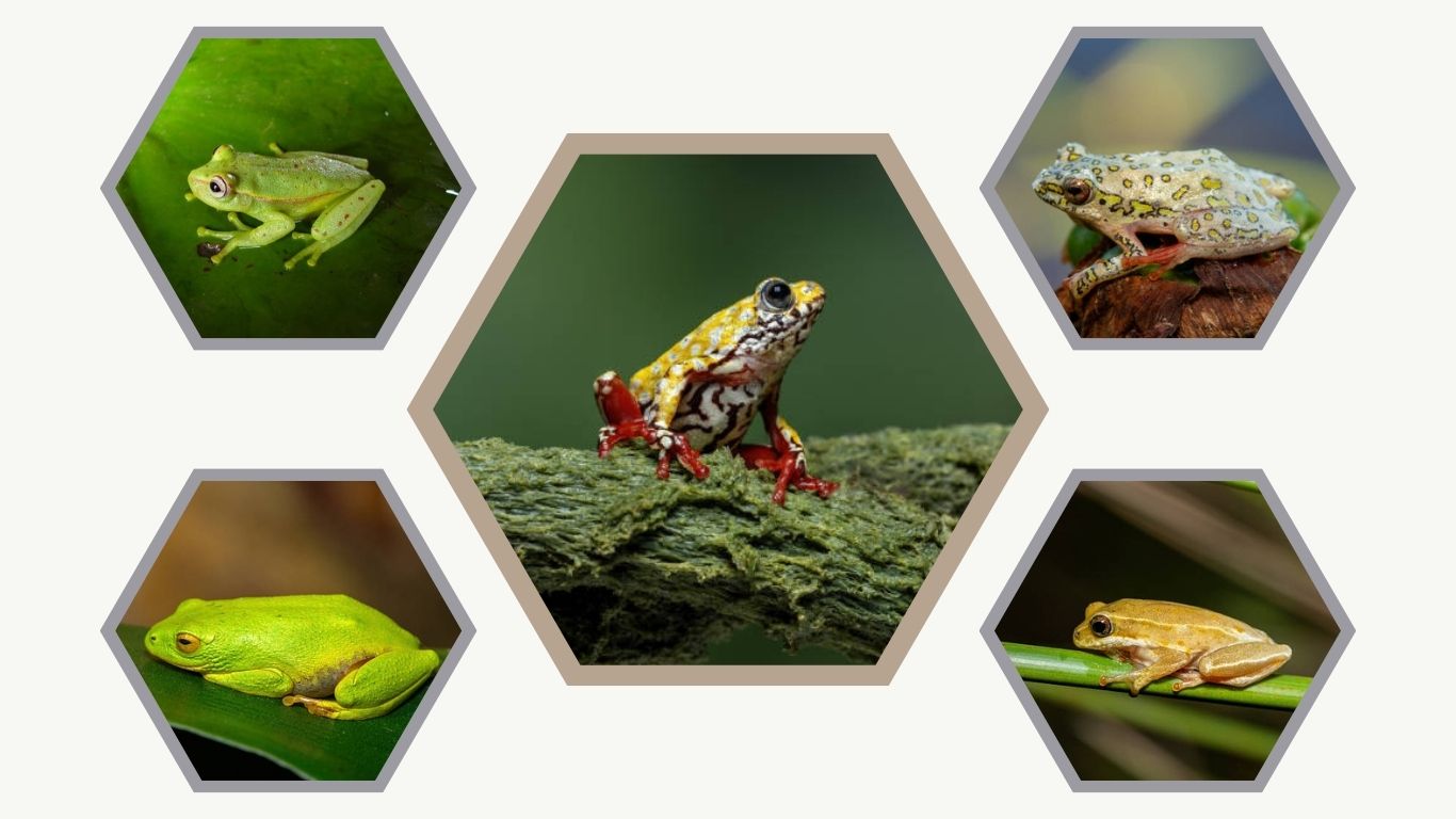 7 Types of Reed Frogs: Identification with Pictures