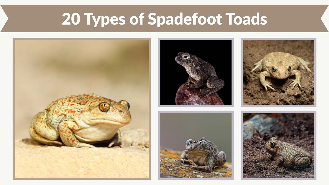 20 Types of Spadefoot Toads: Species Identification & Pictures