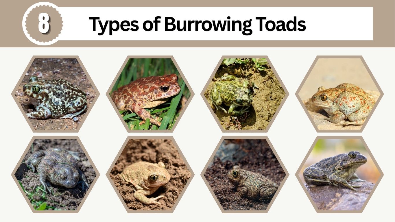 8 Types of Burrowing Toads: Species Identification & Pictures