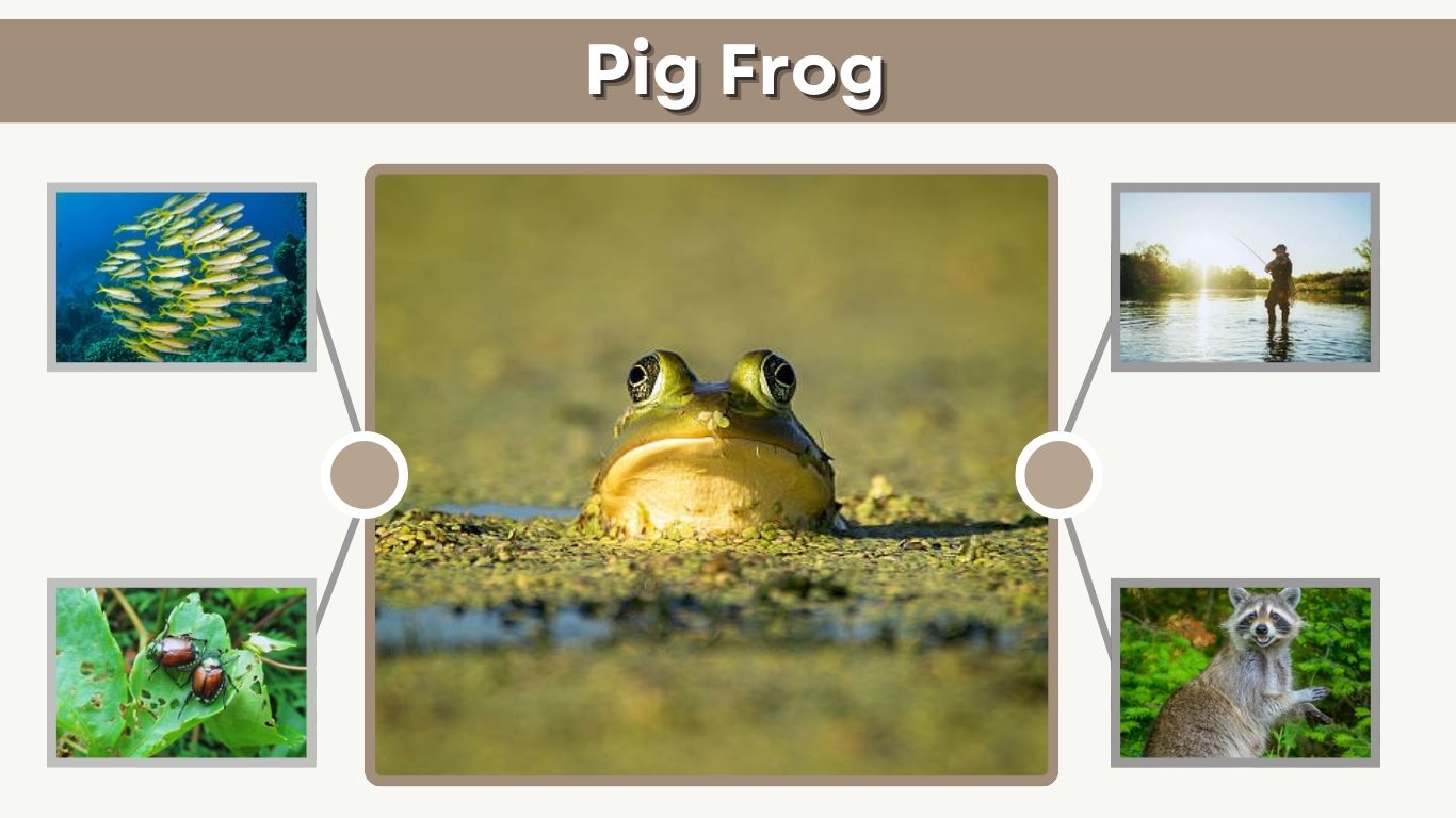 Pig Frog Habitat, Behavior, Diet, and Identification Guide