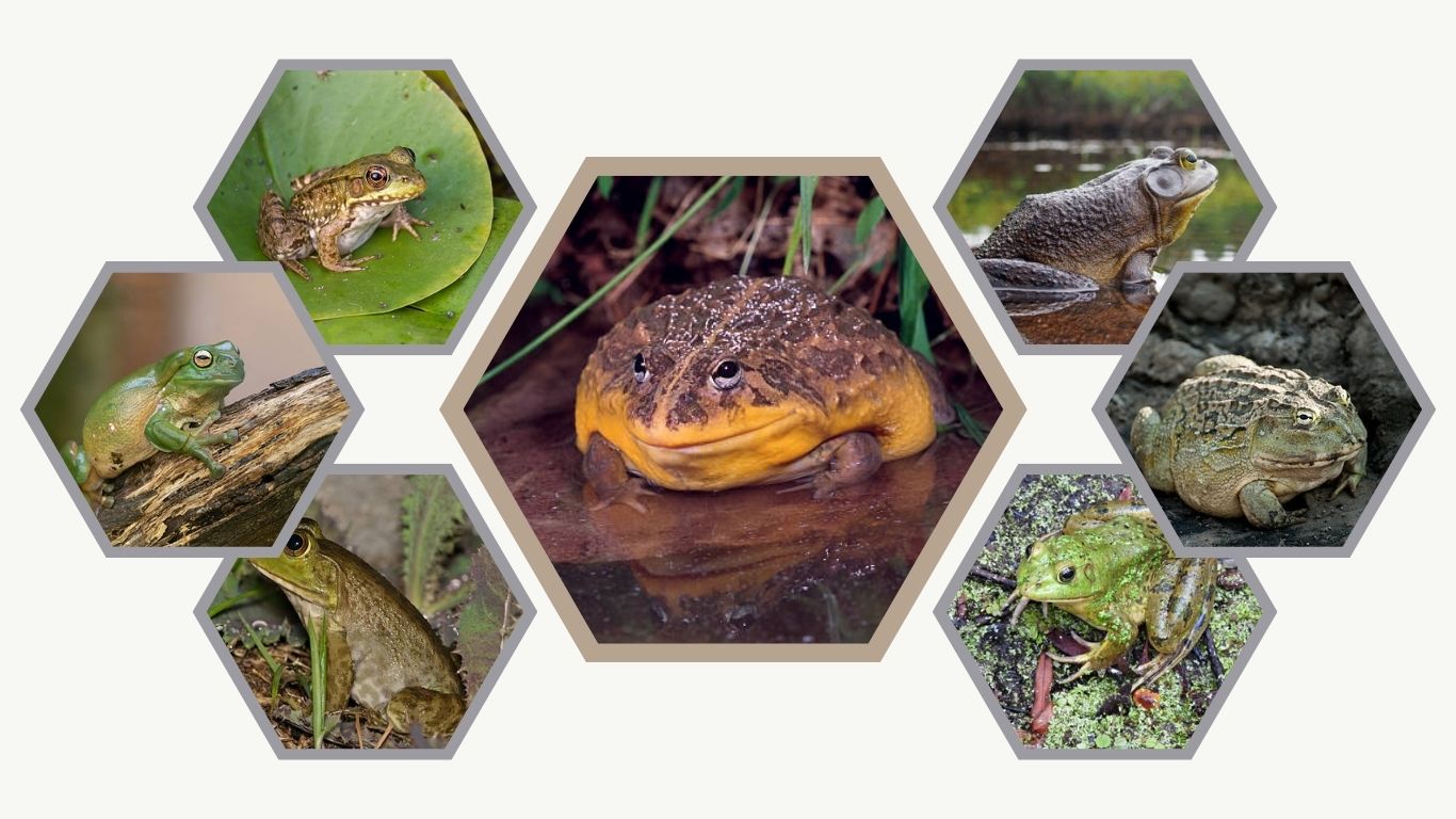 15 Common Types of Bullfrogs: Species Identification With Pictures