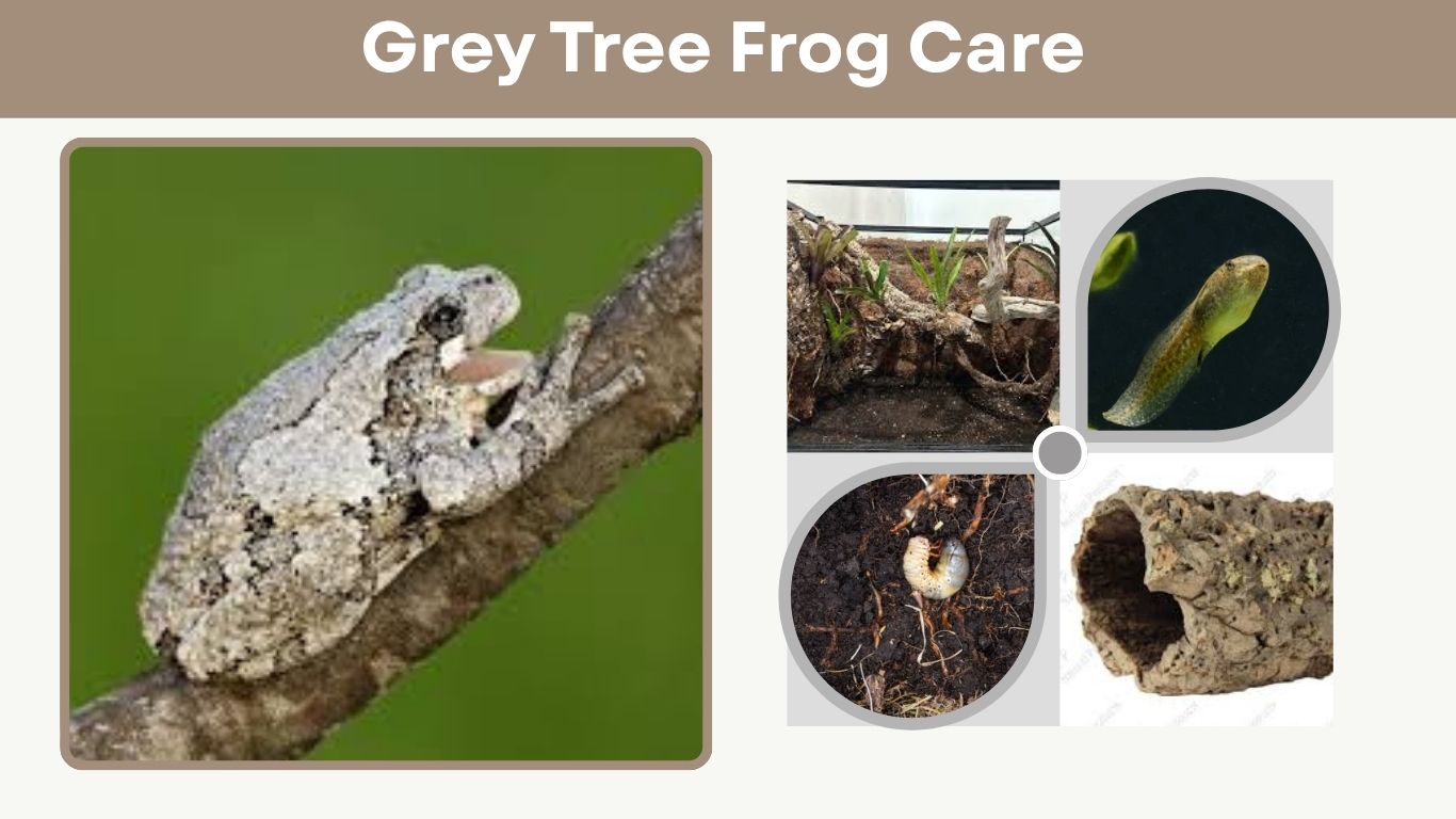 Grey Tree Frog Care: Habitat, Diet, and Lifespan