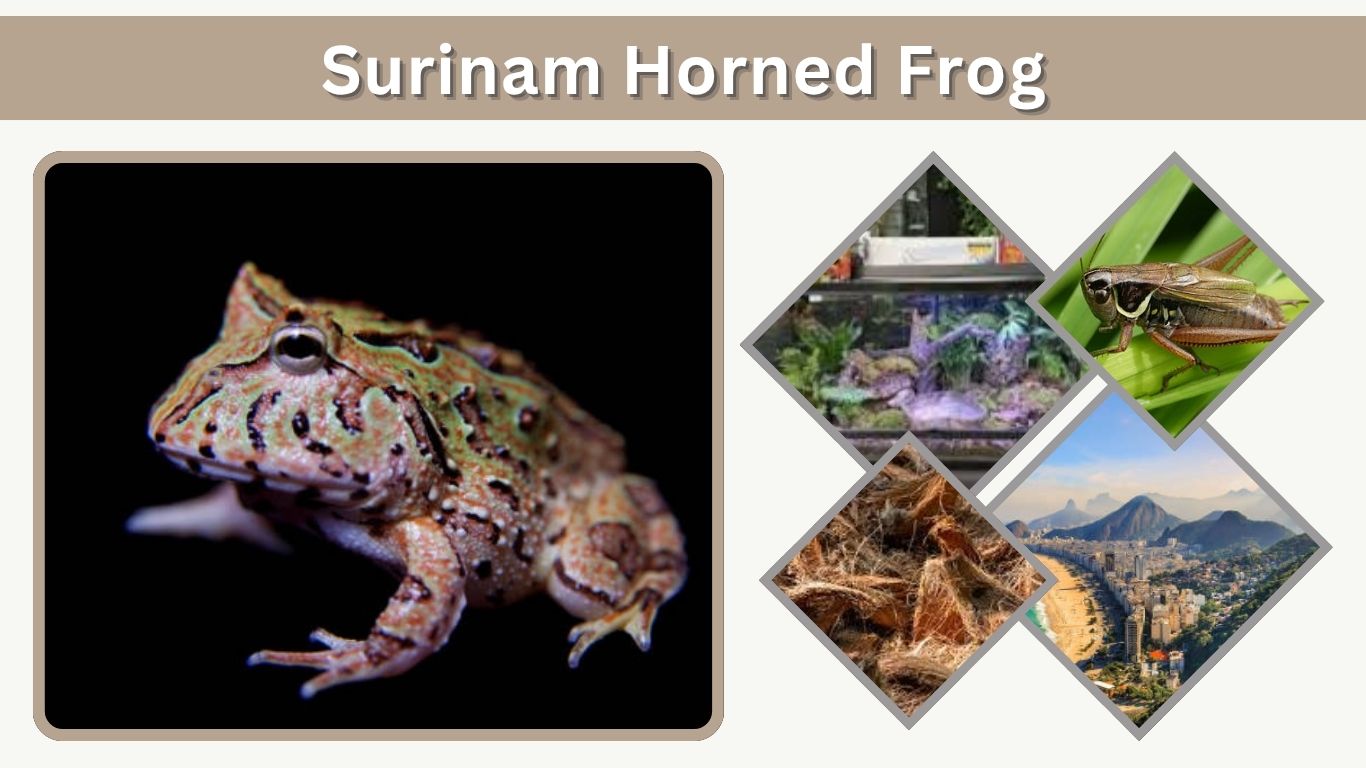 Surinam Horned Frog Care, Diet, and Habitat