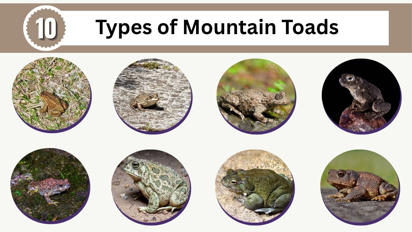 10 Types of Mountain Toads: Identification with Pictures