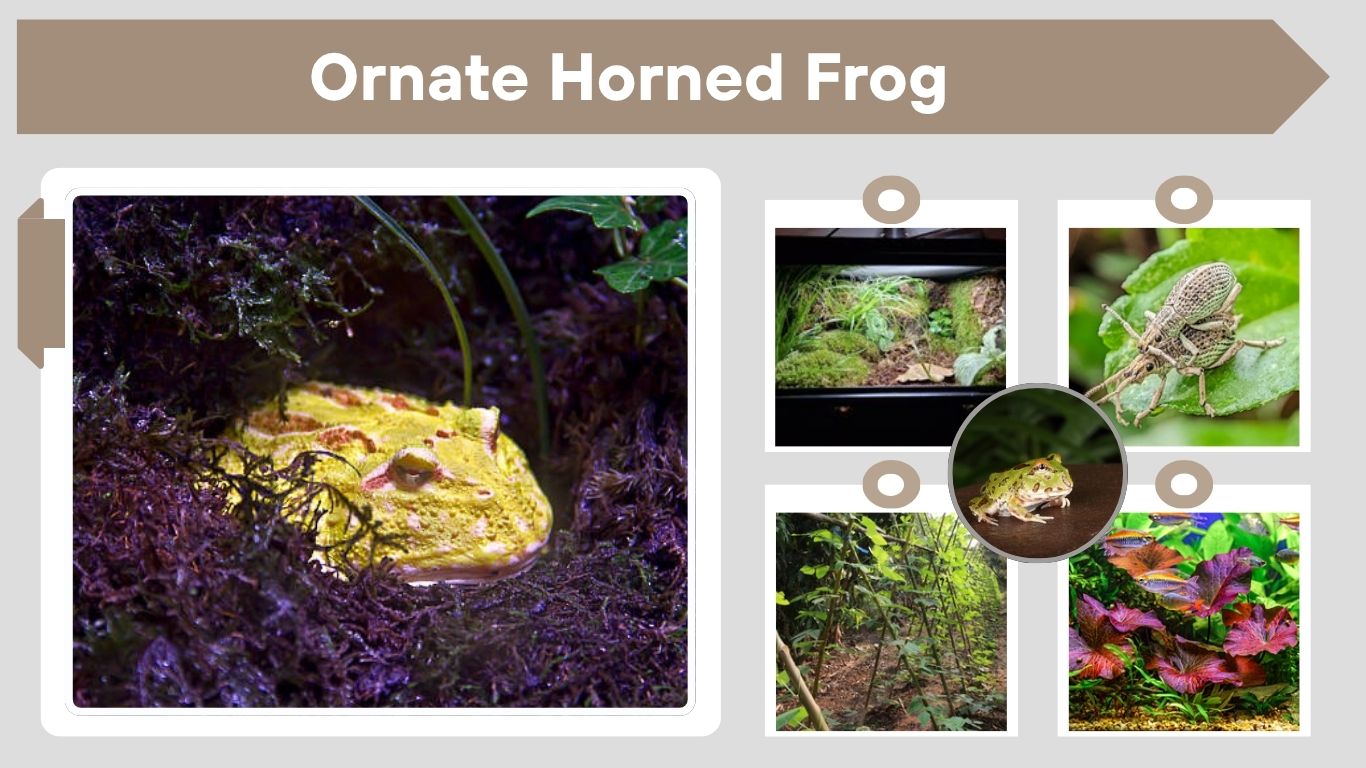 Ornate Horned Frog: Care, Habitat, Diet and Lifespan Facts