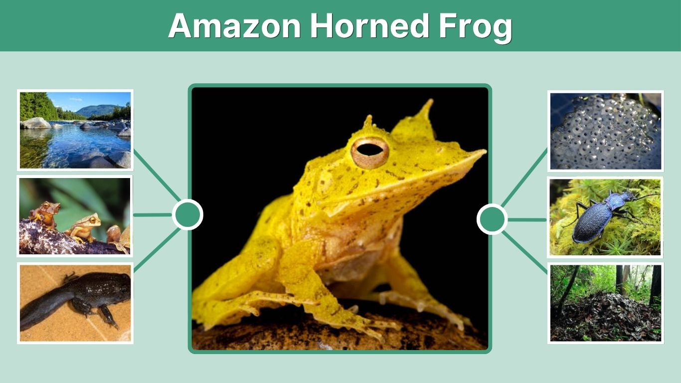 Amazon Horned Frog: Habitat, Diet, Life Cycle & Facts Guide