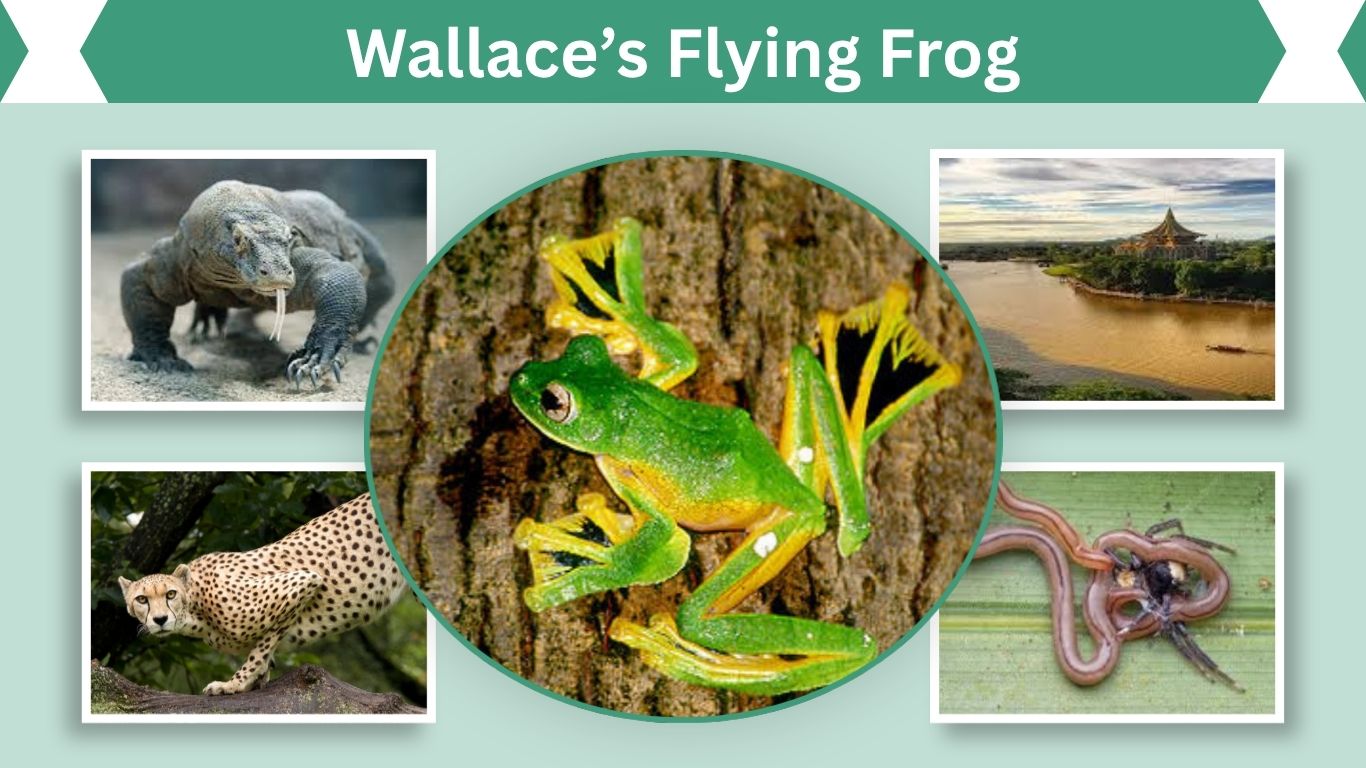 Wallace’s Flying Frog Facts, Habitat, Life Cycle and Adaptations