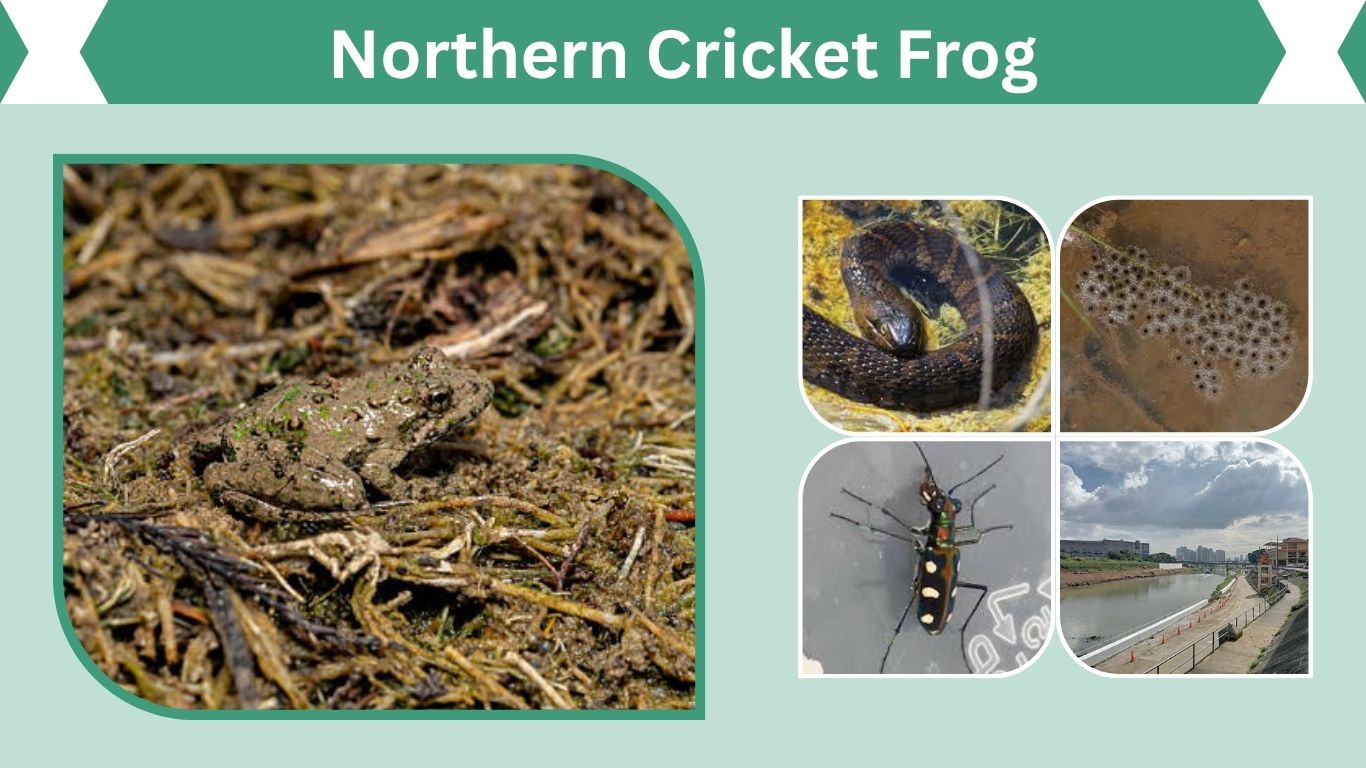 Northern Cricket Frog Habitat, Diet and Life Cycle Facts