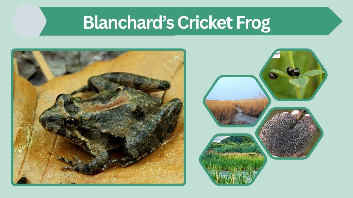 Blanchard’s Cricket Frog Facts, Habitat, Diet and Life Cycle