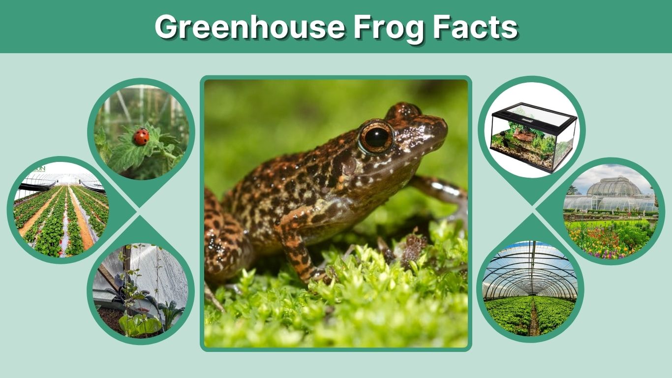 Greenhouse Frog Facts, Habitat, Diet, Life Cycle and Care Guide