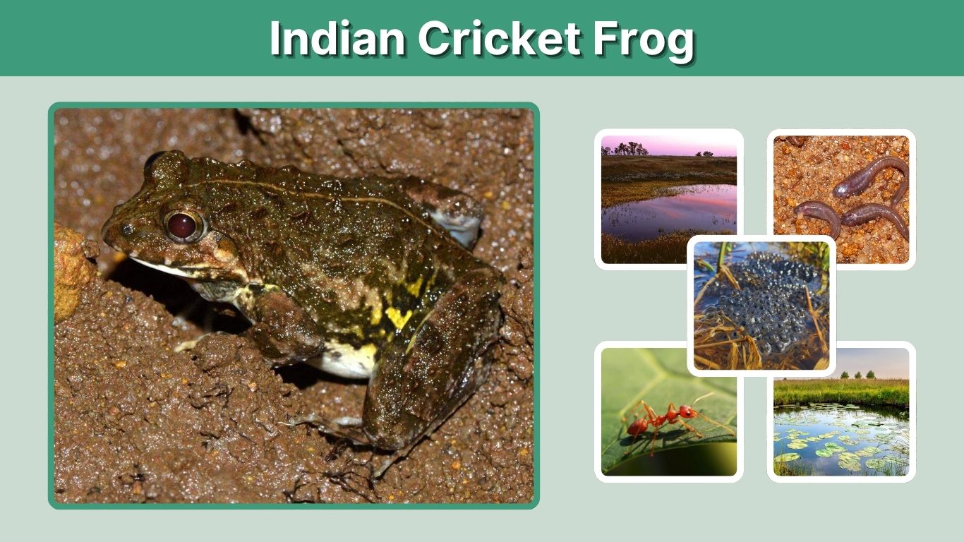 Indian Cricket Frog Facts, Habitat, Diet and Interesting Facts