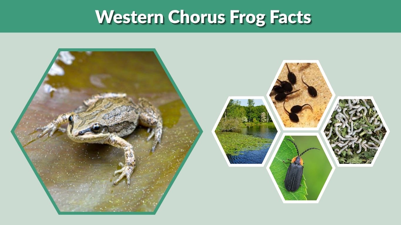 Western Chorus Frog Facts, Habitat, Diet, Lifespan & Life Cycle