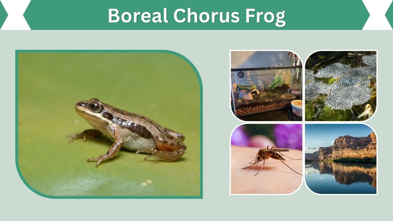 Boreal Chorus Frog Facts, Habitat, Diet and Life Cycle