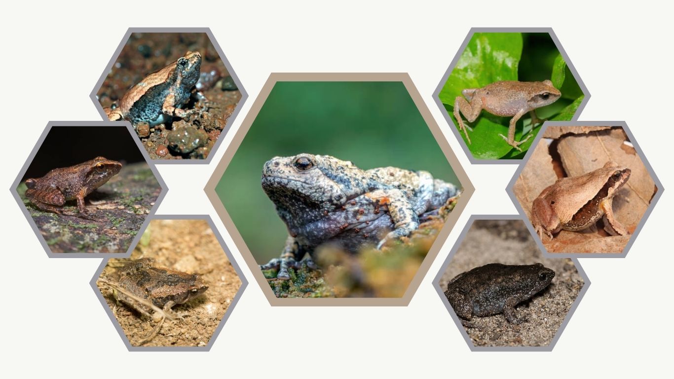 10 Types of Narrow-mouthed Frogs: Identification Wiht Pictures 