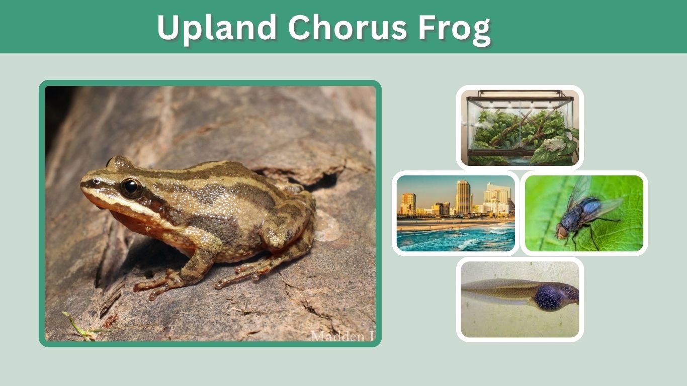 Upland Chorus Frog Facts, Habitat, Diet and Life Cycle