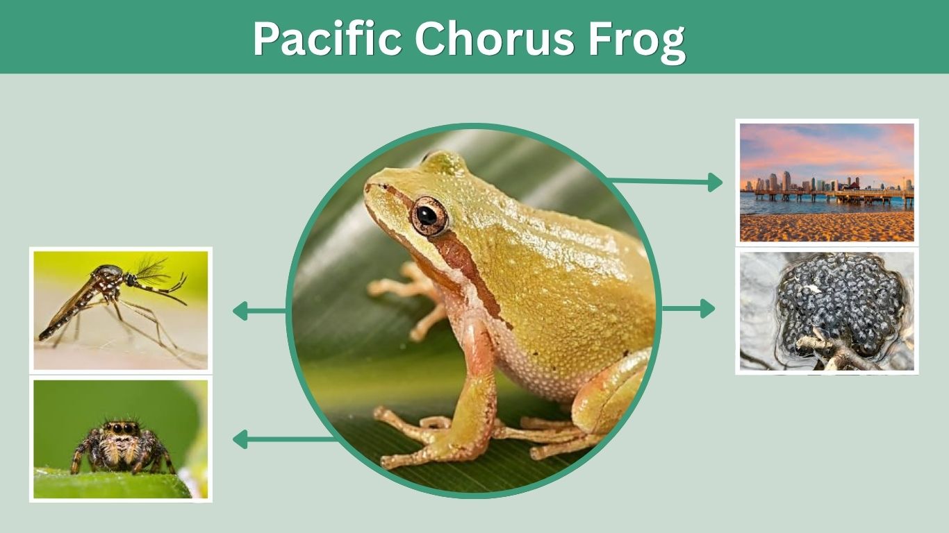 Pacific Chorus Frog Facts, Habitat, Diet and Life Cycle