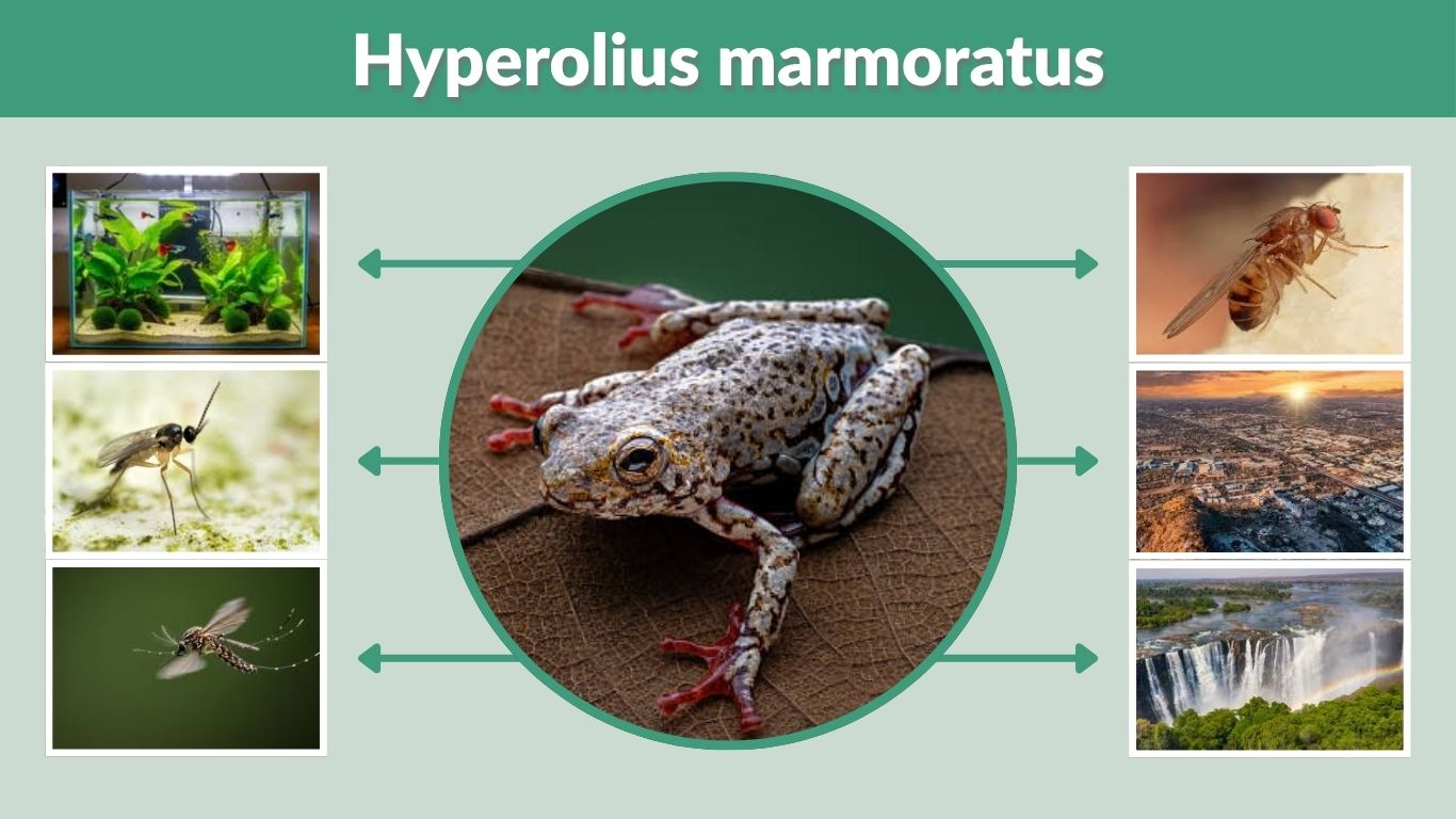 Hyperolius marmoratus Facts, Habitat, Diet and Care Guide